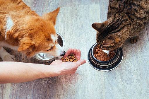 Propose garde de chats et chiens - Catsitting / dogsitting