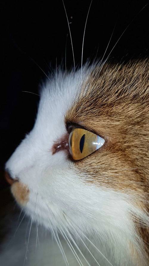 Propose garde chat ou chien chez vous
