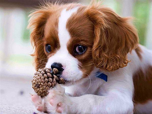 Propose pet sitter
