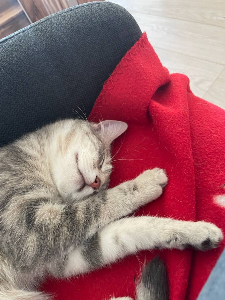 Propose garde de chats, lapins, NAC