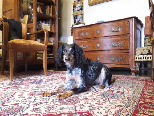 Propose services garde de chiens à mon domicile Paris