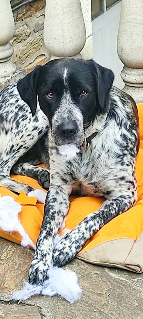 Propose Garde chiens pendant vos vacances