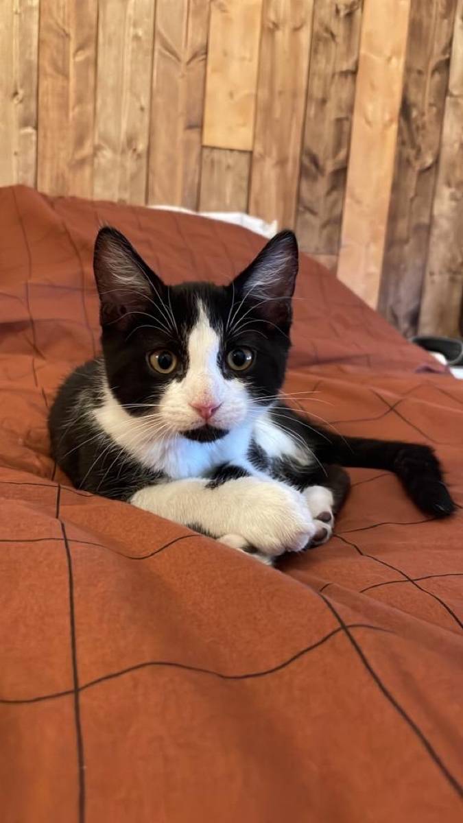 Garde de chat