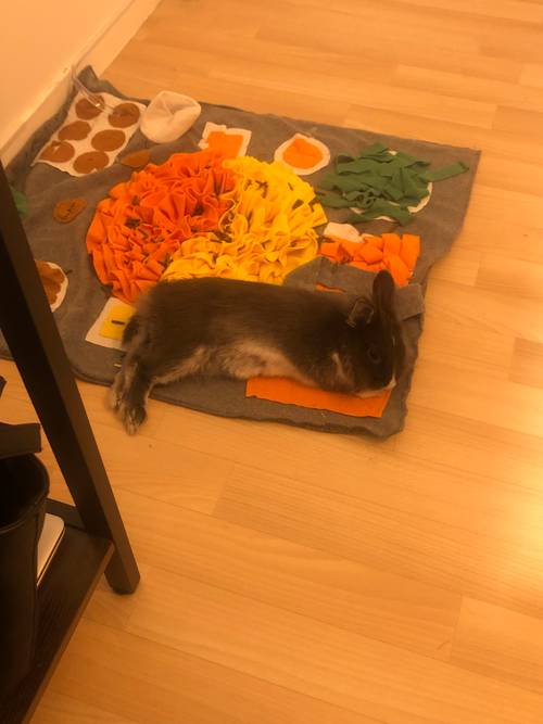 Propose garde de lapin