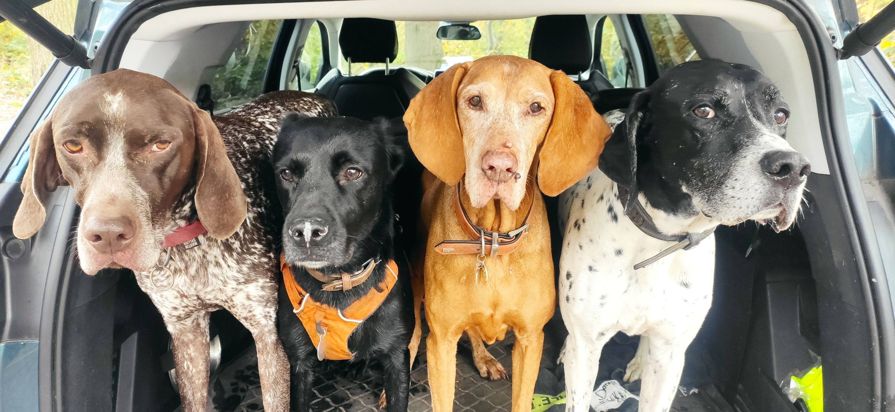 Des promenades sans fin pour vos chiens