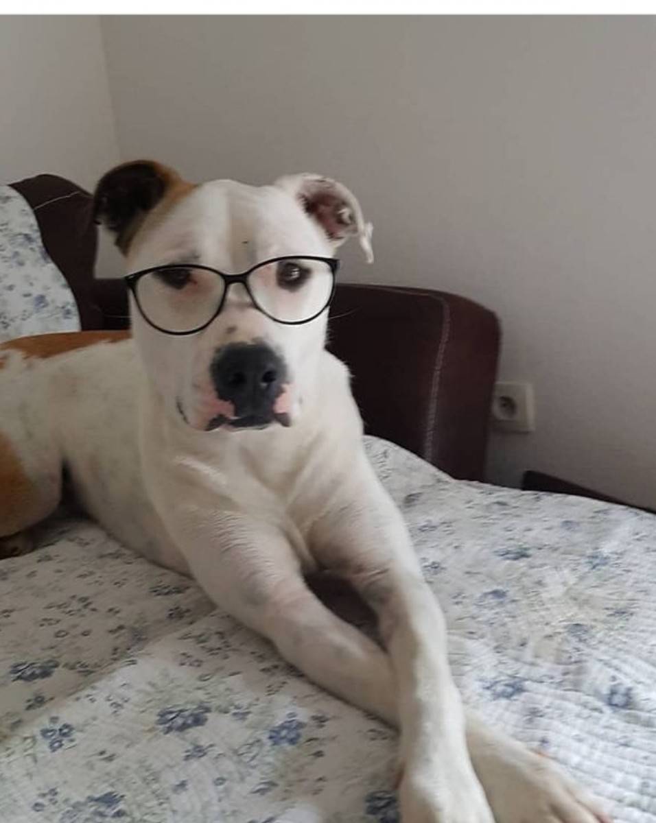 Propose Garde de votre maison avec chien et/ou chat et/ou promenade pour votre chien