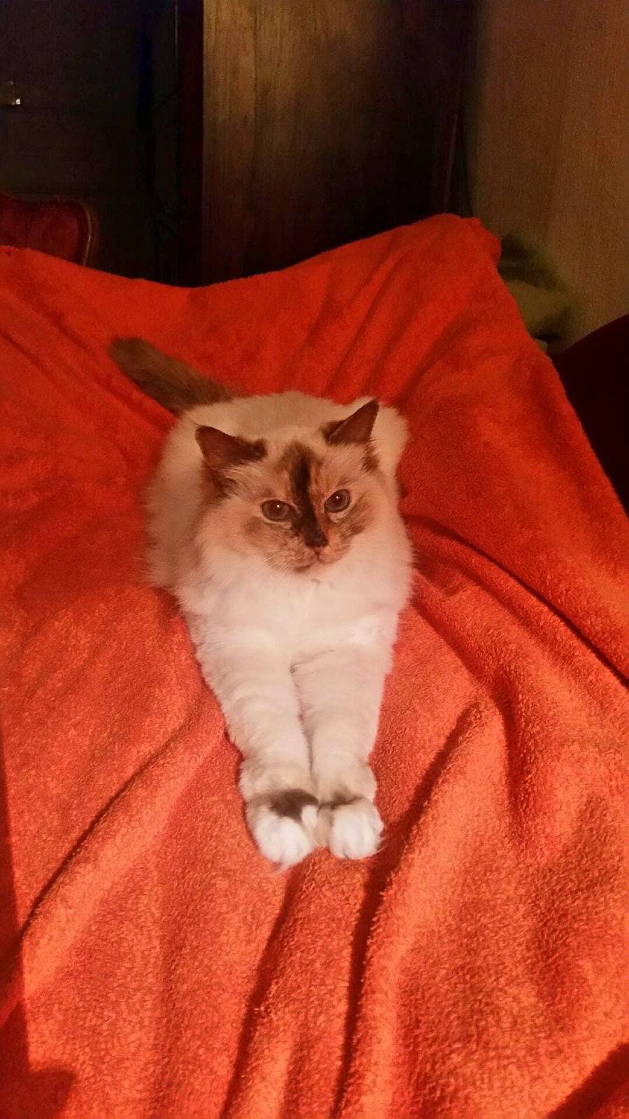 CHAT - Je garde votre précieux chat de maison