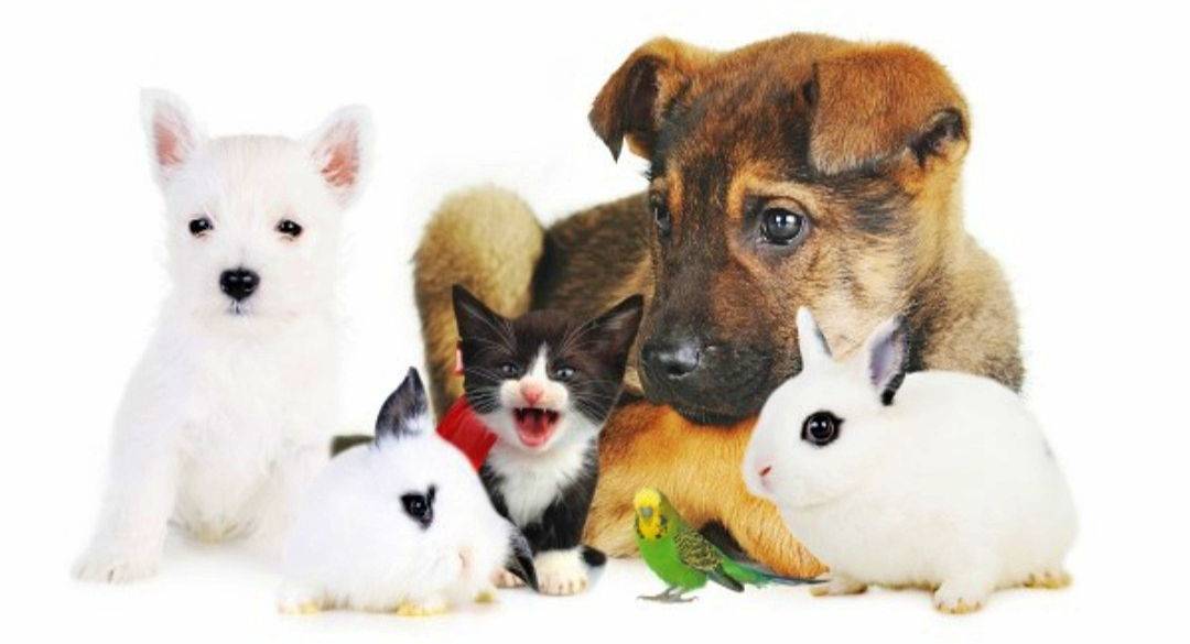 Gardiennage d’animaux