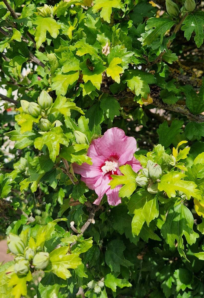50 graines d’Altea commun (Hibiscus Syriacus)