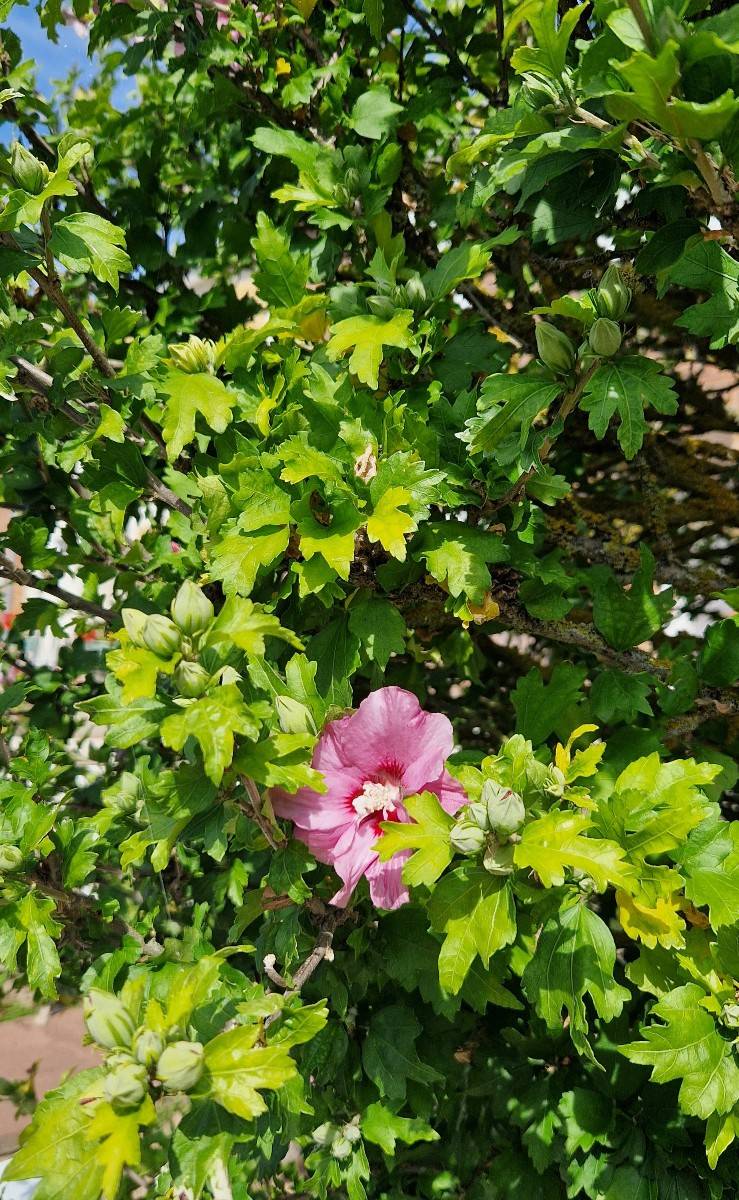 30 graines d’Althea commun (Hibiscus Syriacus)