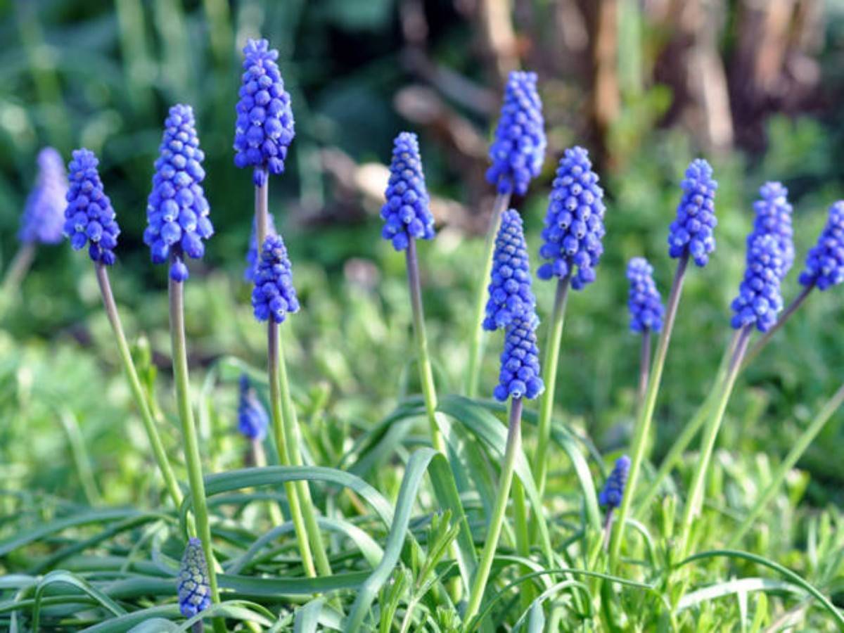 50 graines de Muscari
