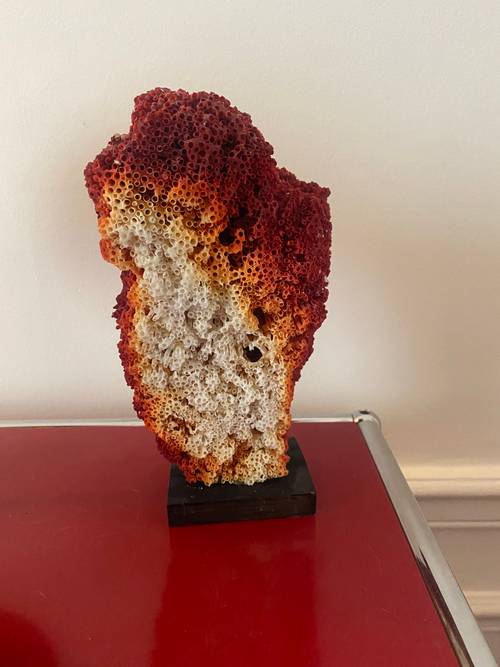 Grand corail vintage Tubipora Musica