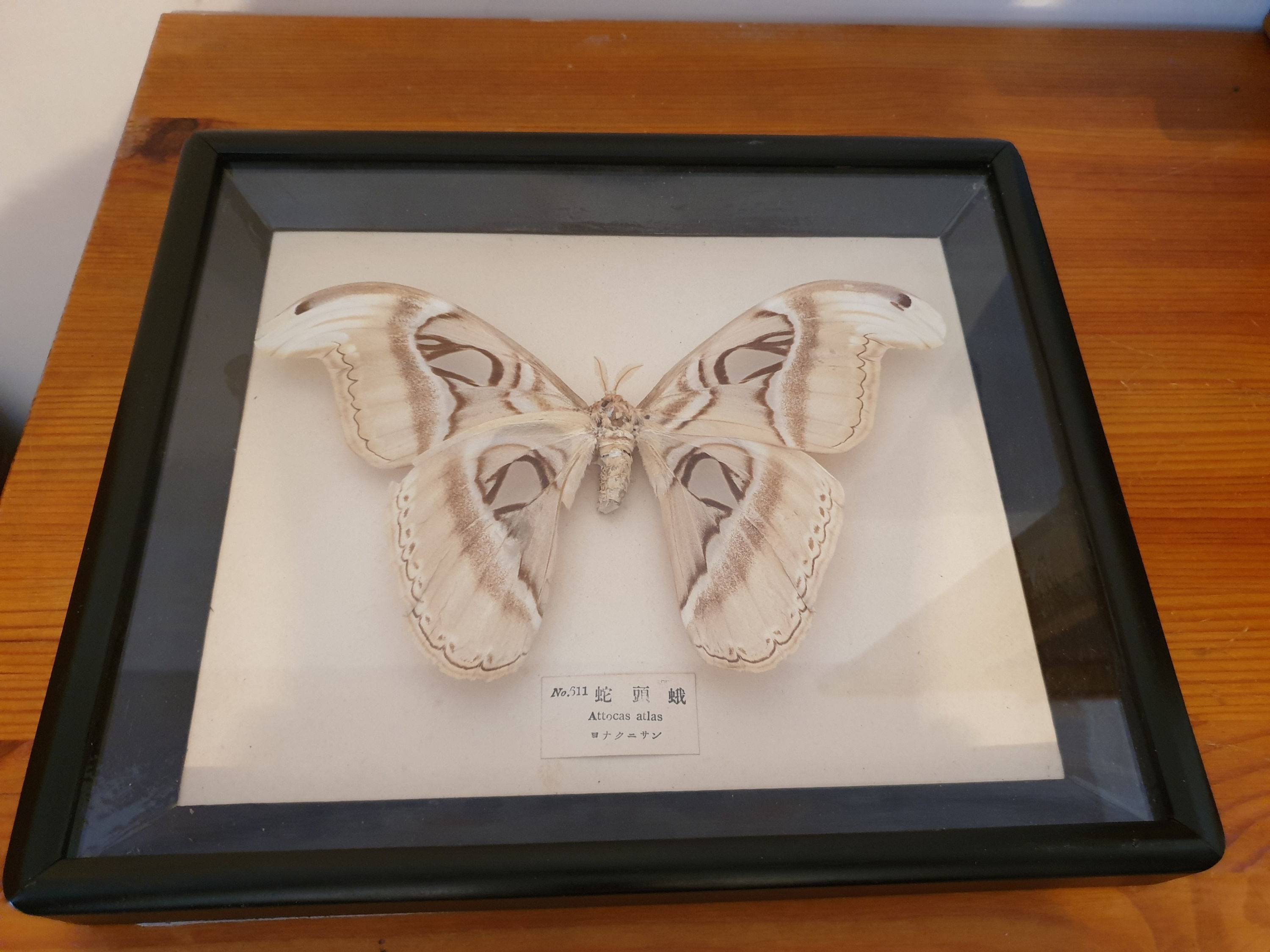 Un des plus grands papillons du monde "Attacus Atlas" sous verre 15x24 cm