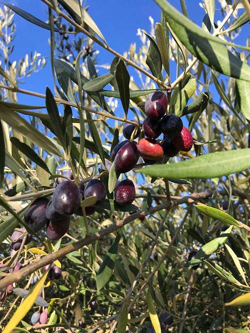 Huile d’Olive producteur - nouvelle récolte 2020