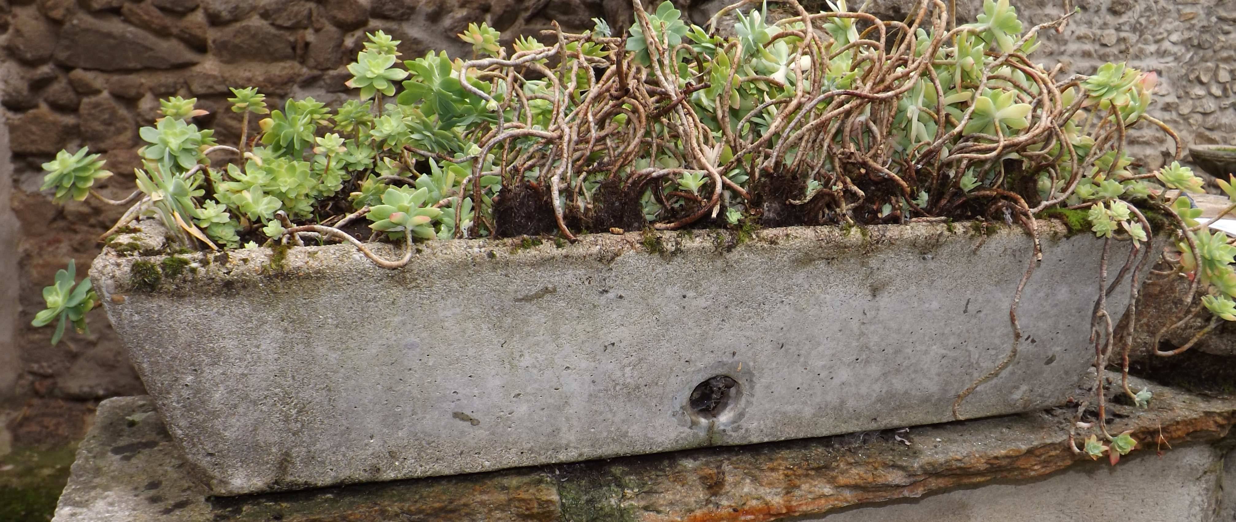 Jardinière Vasque Auge Rectangulaire (grande taille) H 17 cm Long. 70