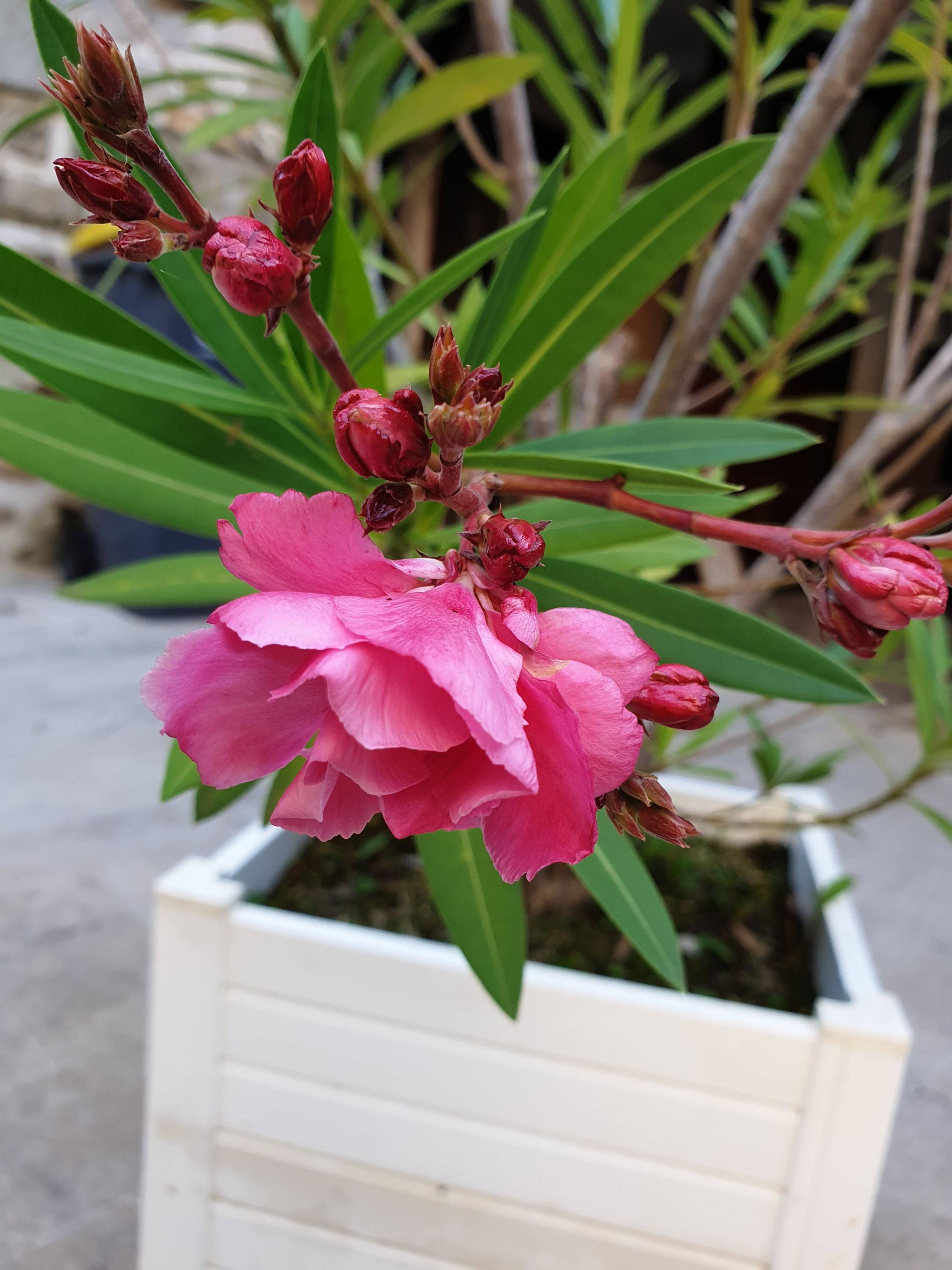 Laurier rose dans pot grosfilex