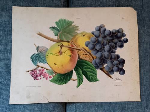Vends lithographie ancienne XIXème Fruits Imp. Monrocq Paris