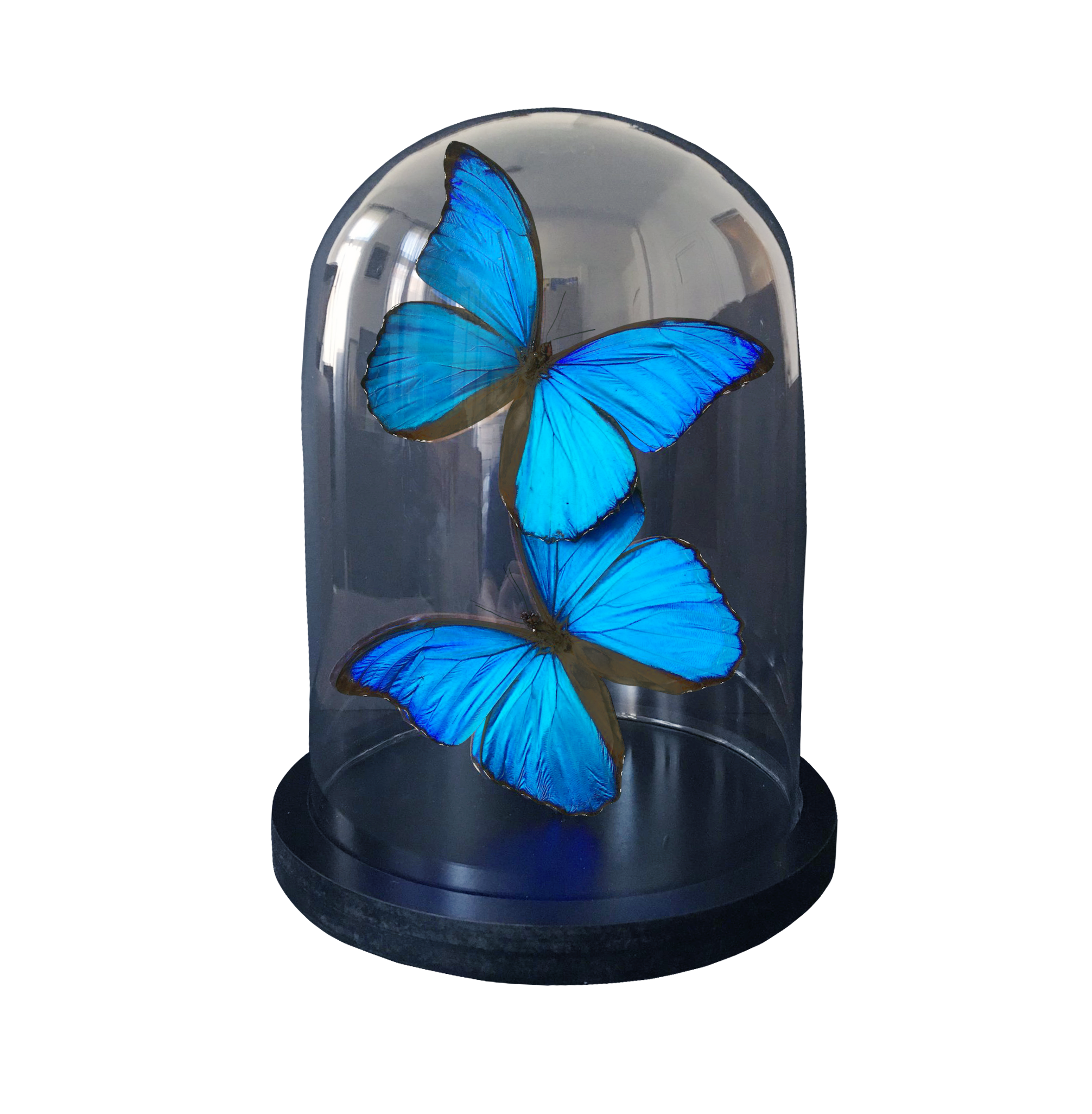 Morpho Didius • Géant Bleu • Papillons Naturalisés sous Cloche en Verre • Pérou • 2020