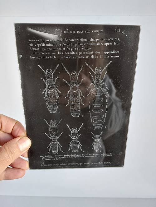 Vends plaque de verre illustration ancienne avec tirages