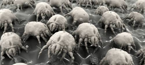 Propose Nettoyage professionnel anti-allergies & anti acariens