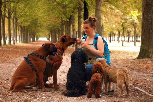 Propose pension canine familiale chez l’éducateur canin comportementaliste
