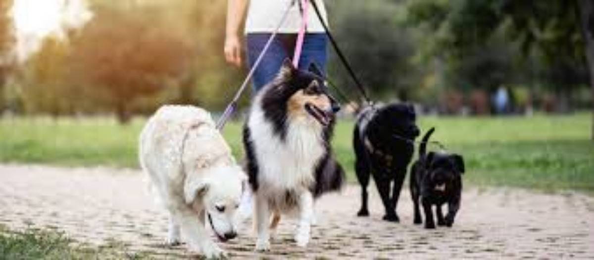 Offre de Dog/cat sitter (proche parc de Bécon)