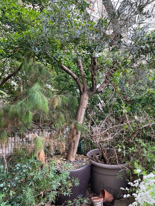 Olivier de 4 mètres en pot