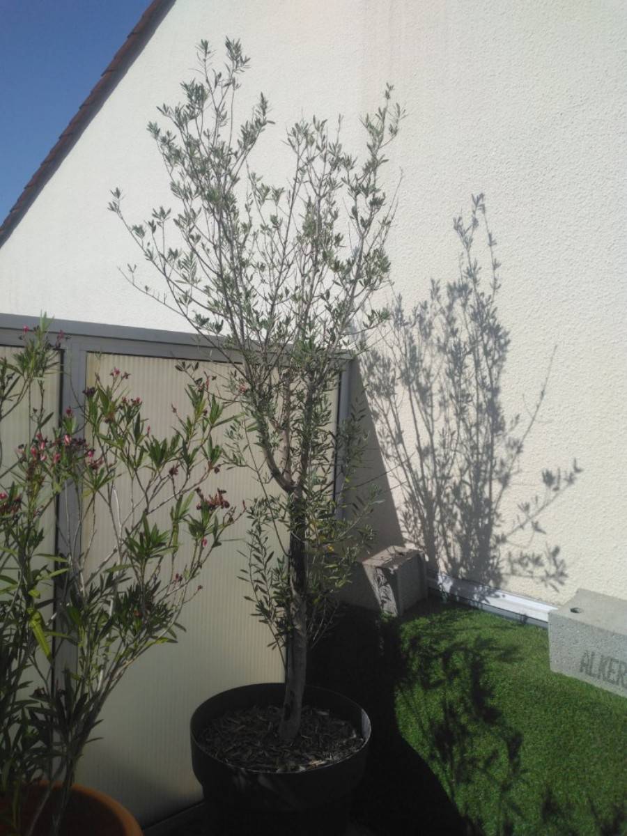 Bel Olivier plantation pleine Terre disponible B. Ornano