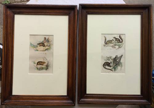 Paire de gravure animalière en couleur du 18ème