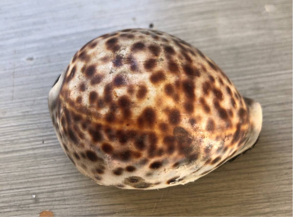 Vends ravissante boite coquillage au fermoir doré