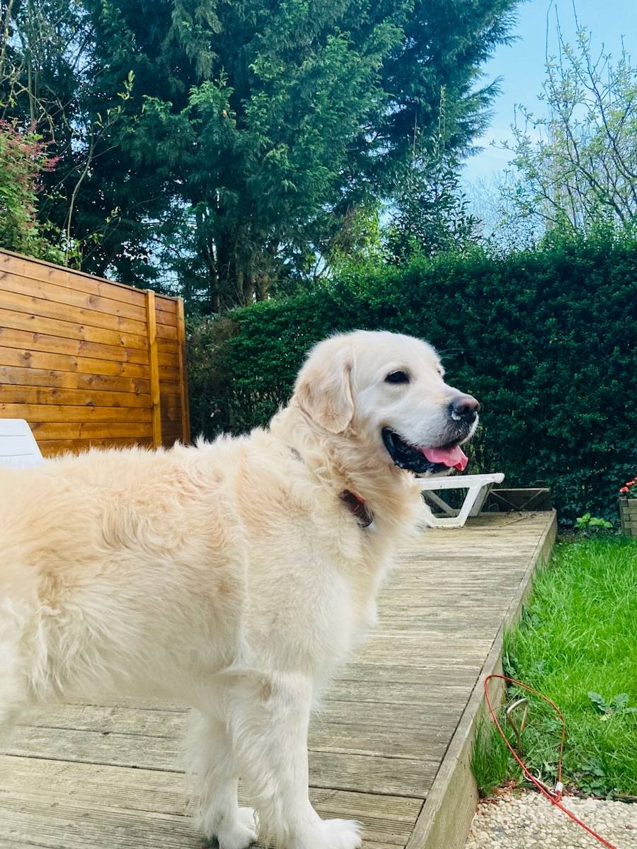 Propose petsitting en famille