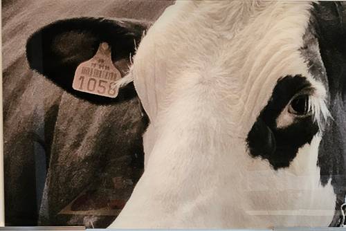 2 Photo tirage limitée vache