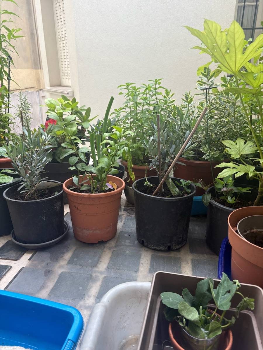Vends Plantes avec pot