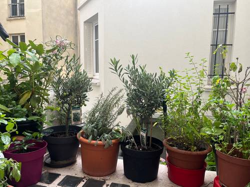 Plantes extérieur