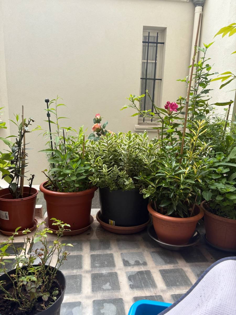 Vends plantes et fleurs