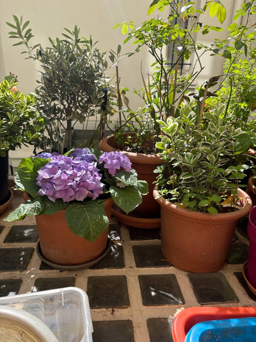 Vends plantes neuves