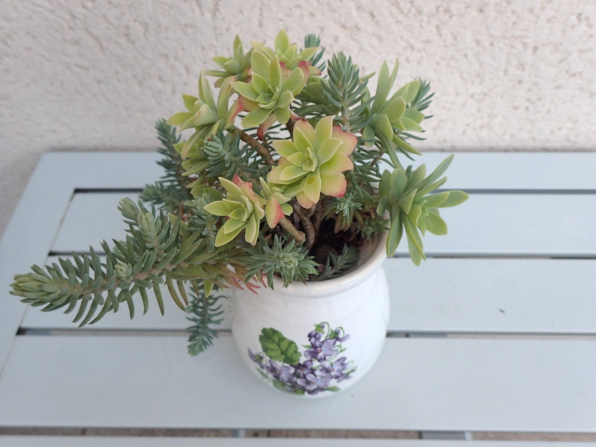 Plantes sédum dans un pichet en céramique