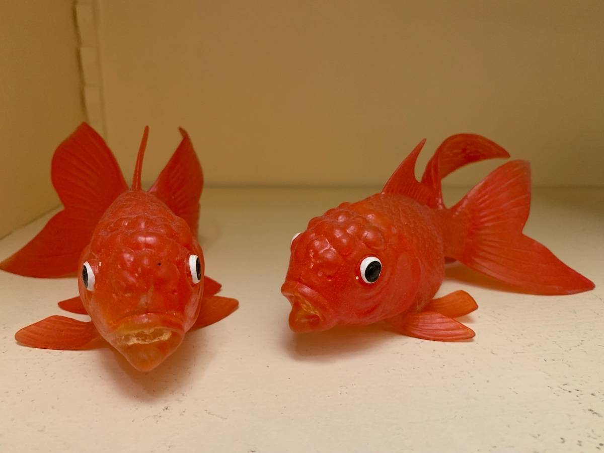 Vends 2 poissons de compagnie pas besoin de les nourrir