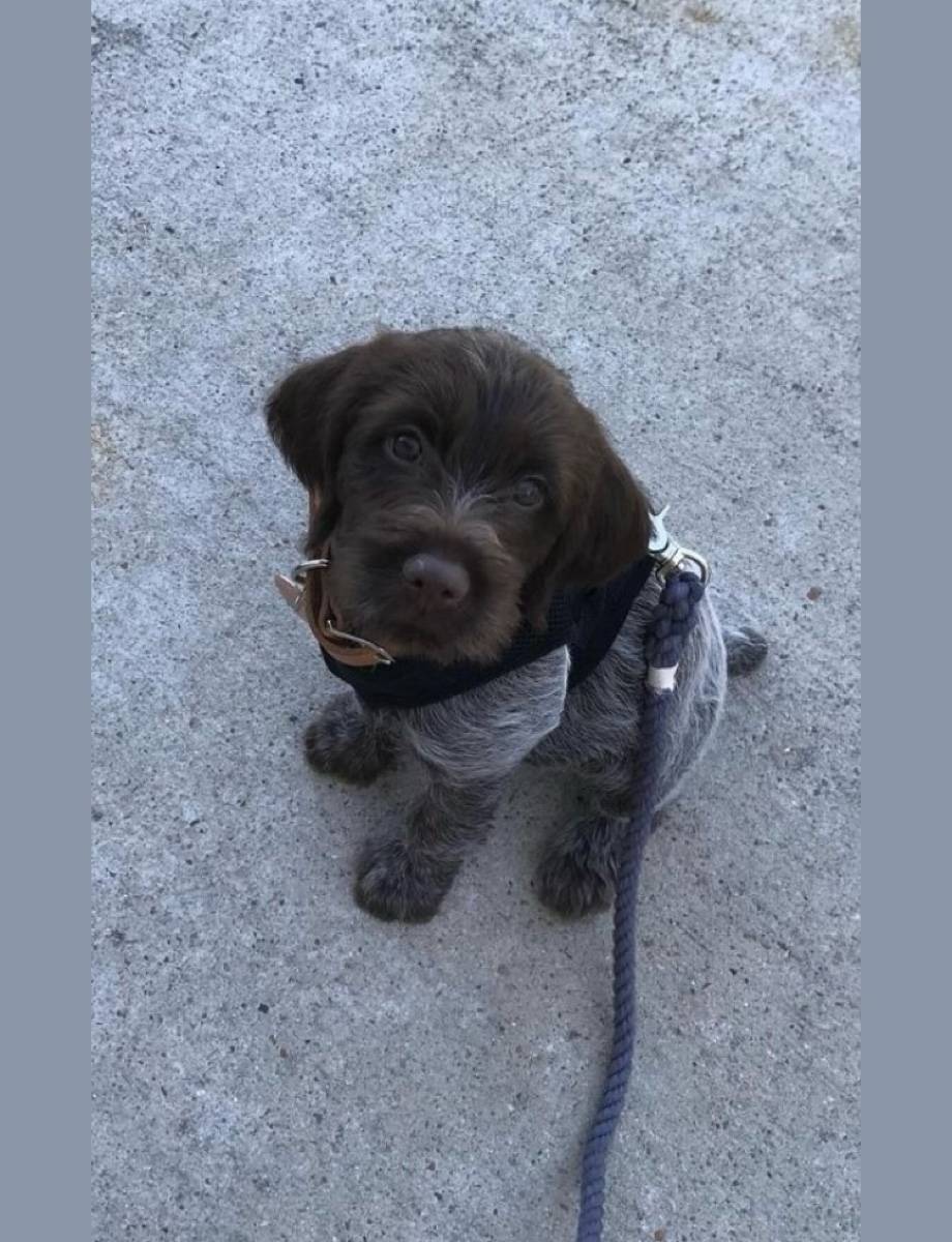 Propose promenade de chiens 🐕