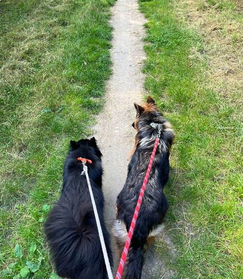 Promenades &/ou gardes de chiens, chats et autres animaux de compagnie !