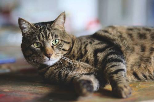 Propose garde chat et arrosage plantes - Asnières / Bois Colombes