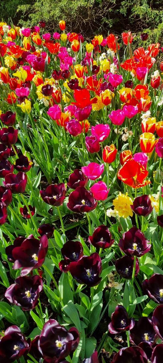 Propose entretien de jardins, terrasses et balcons
