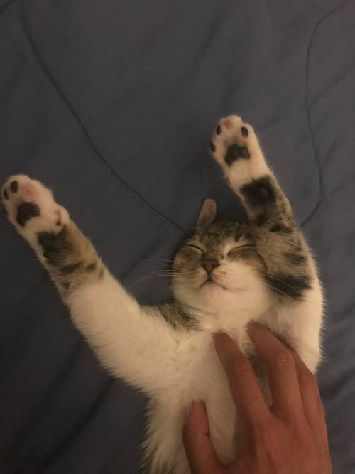 Propose garde de chat