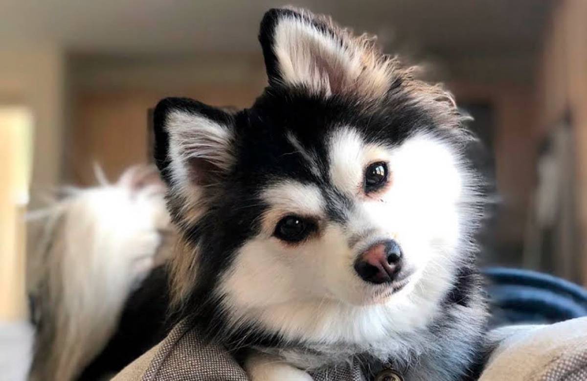 Propose garde d’animaux pet sitting dans l’Ouest Lyonnais, Dardilly et aux alentours