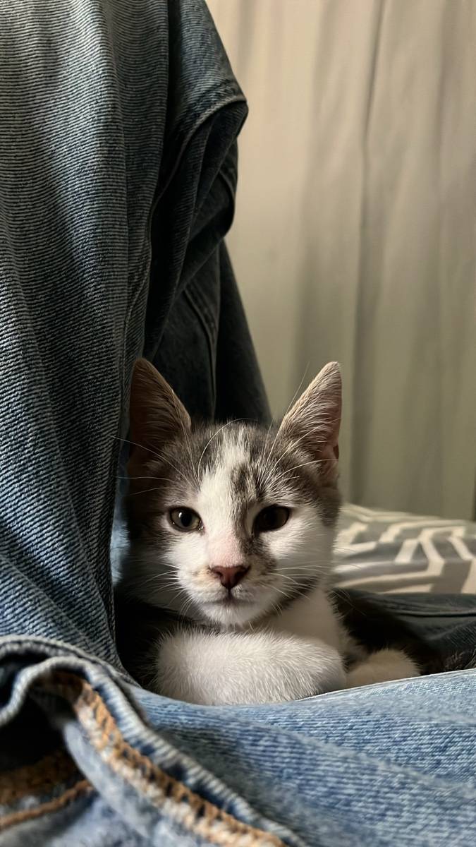 Propose garde d’animaux et promenade