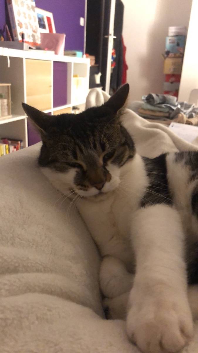 Propose garde à votre domicile d’animaux Yvelines et Paris