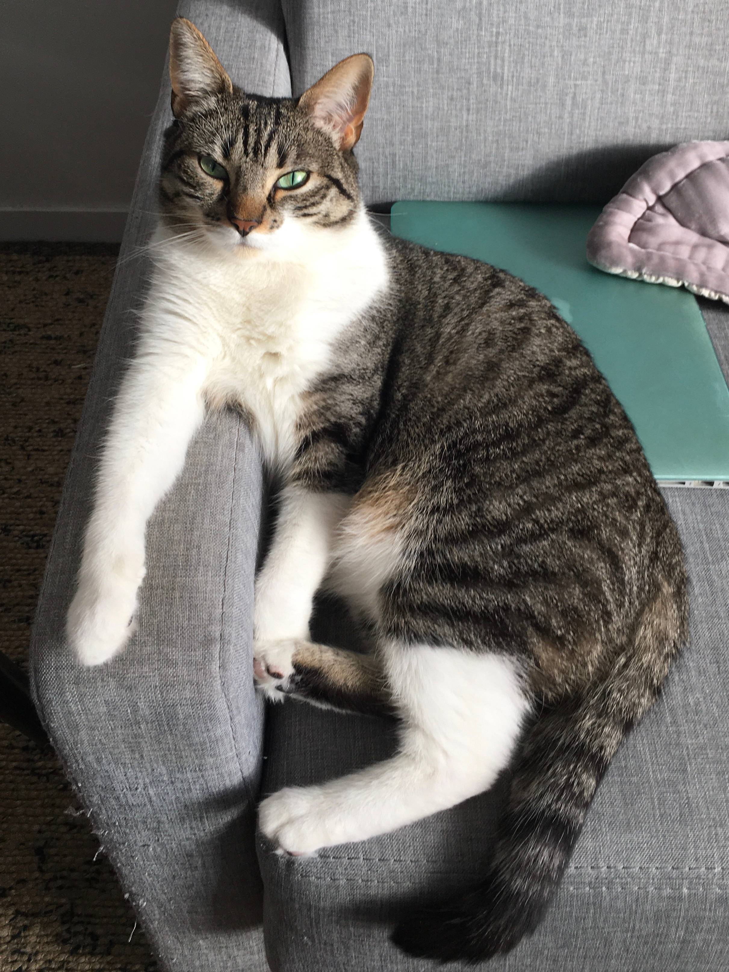 Propose Garde de Chat / Cat Sitting - Paris
