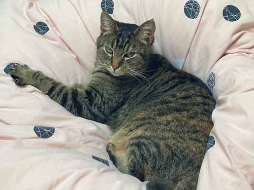 Propose pet-sitting en Dordogne