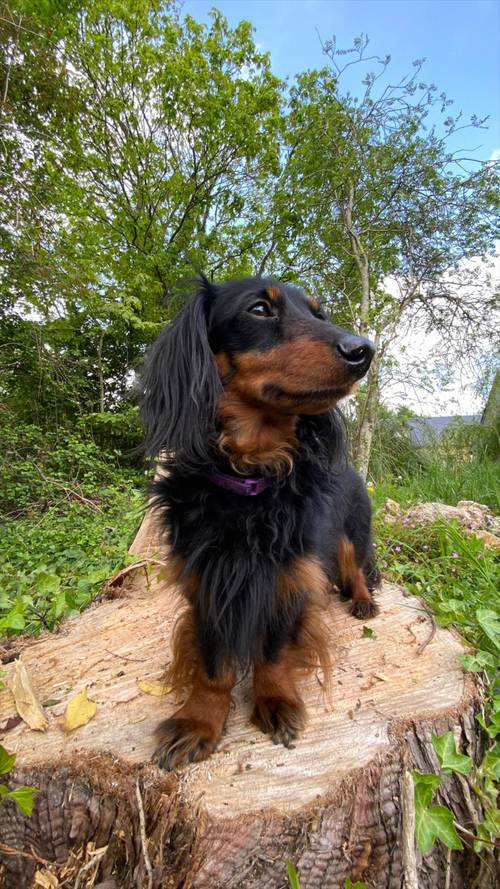 Propose dog sitting