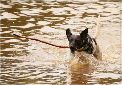 Propose pet-sitting (chats et chiens) / promenades / Garde d’animaux
